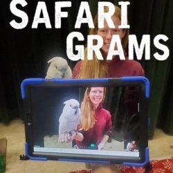 Safari Grams
