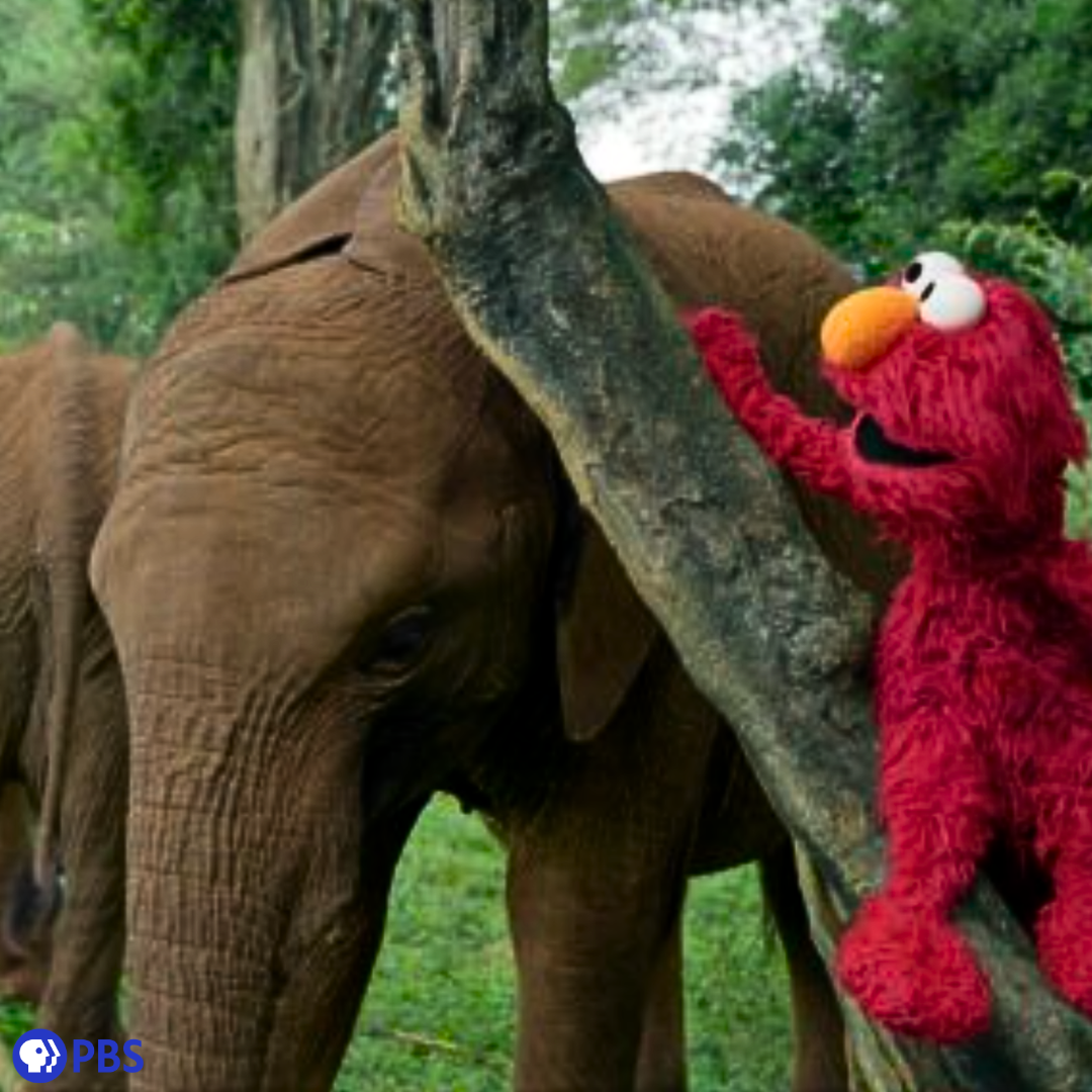 Sesame Street and the Great Elephant Adventure Showing