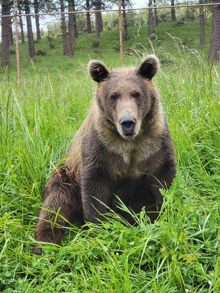 Bear Lodge