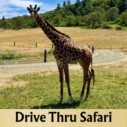 Drive Thru Safari Tickets