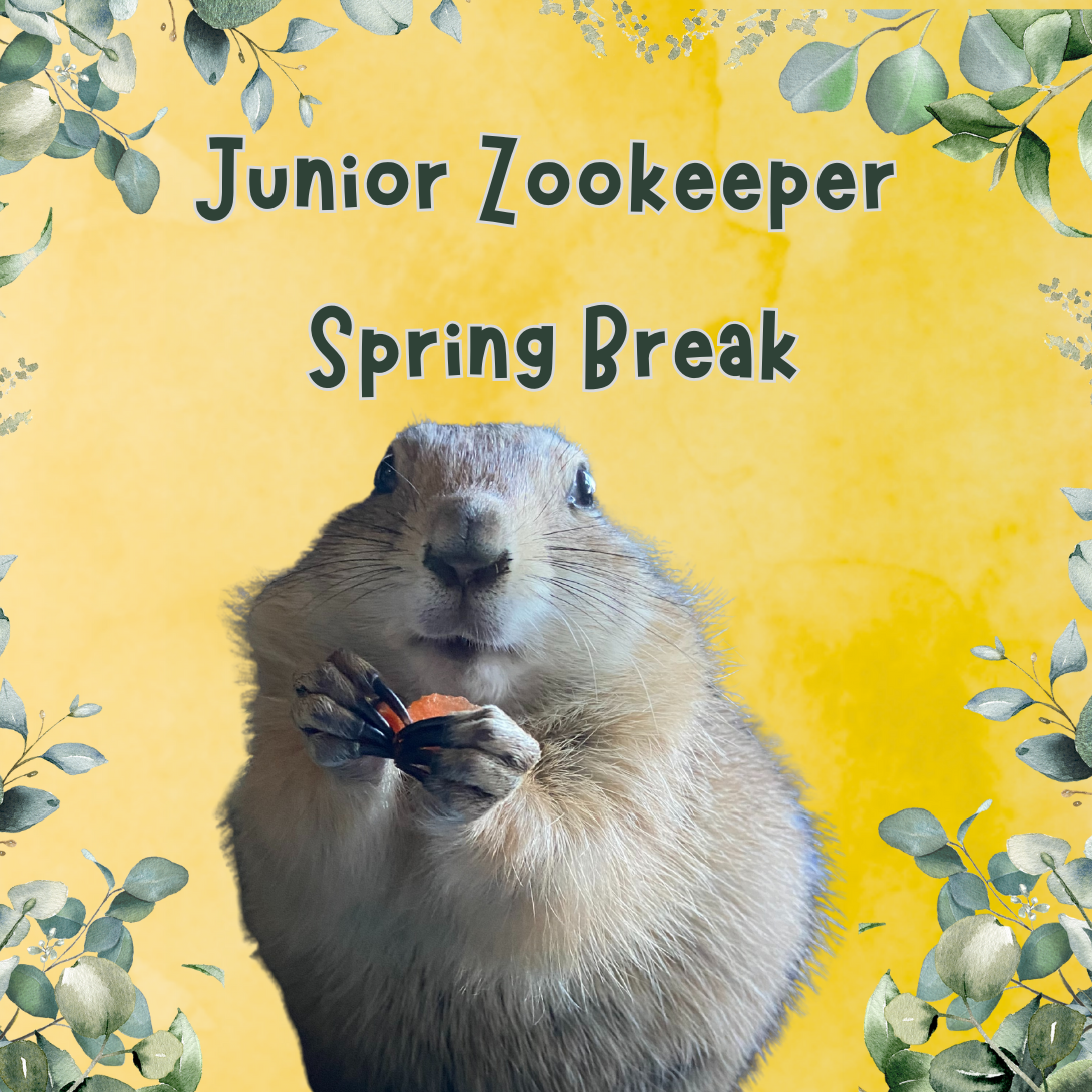 Spring Junior Zookeepers
