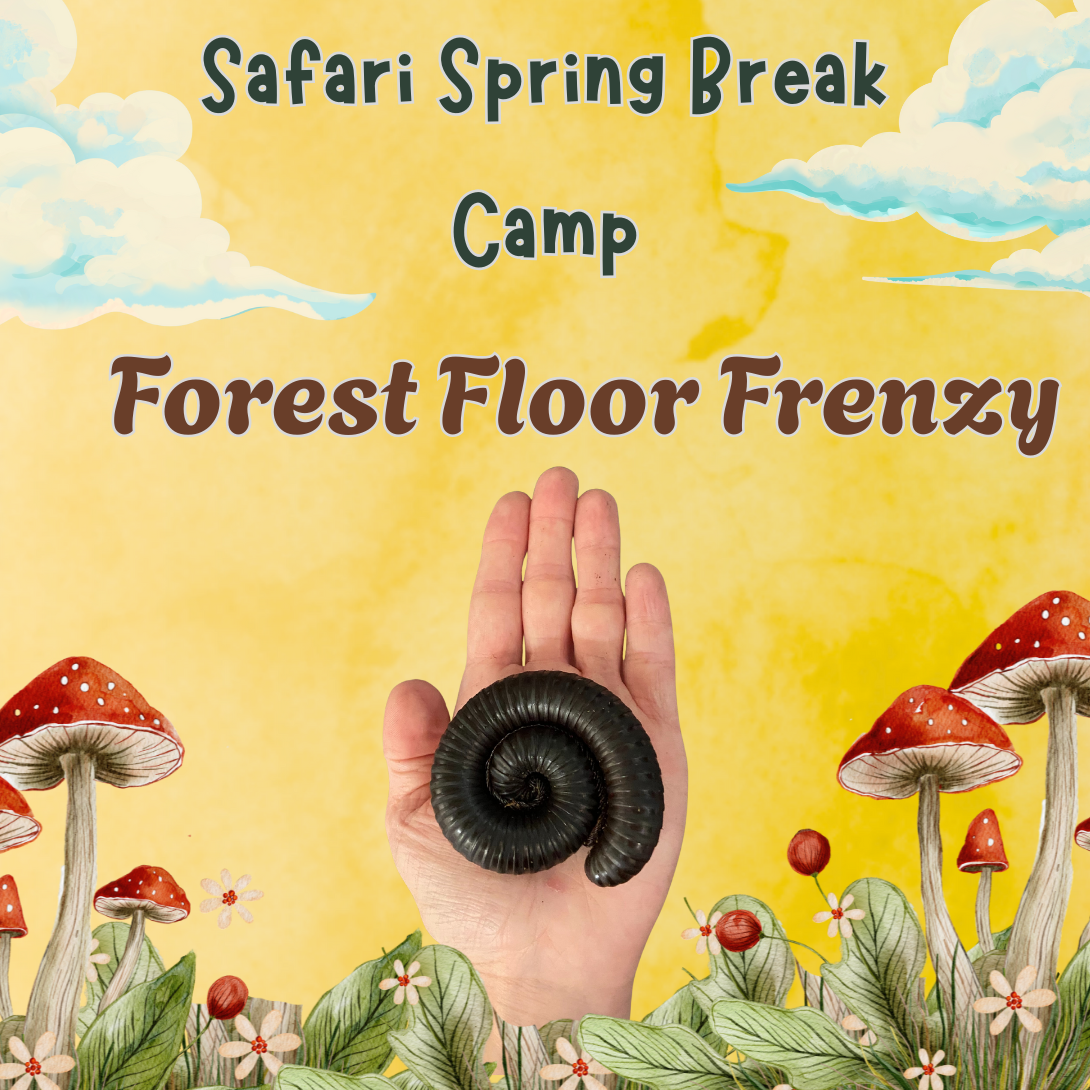 Spring Break Camp - Ages 7 - 9