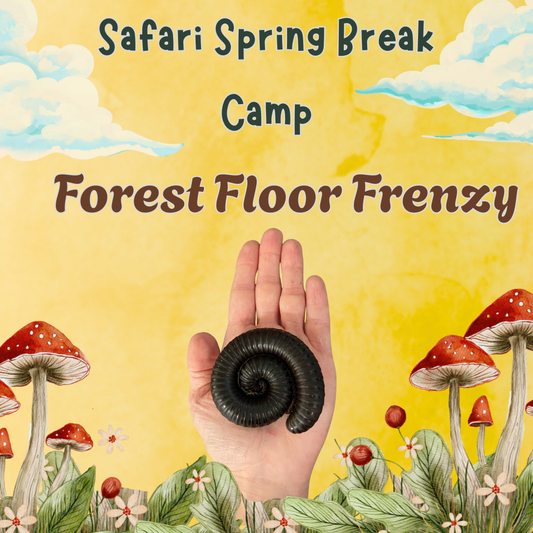 Spring Break Camp - Ages 10 - 12