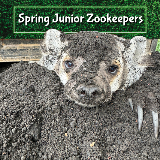 Spring Junior Zookeepers