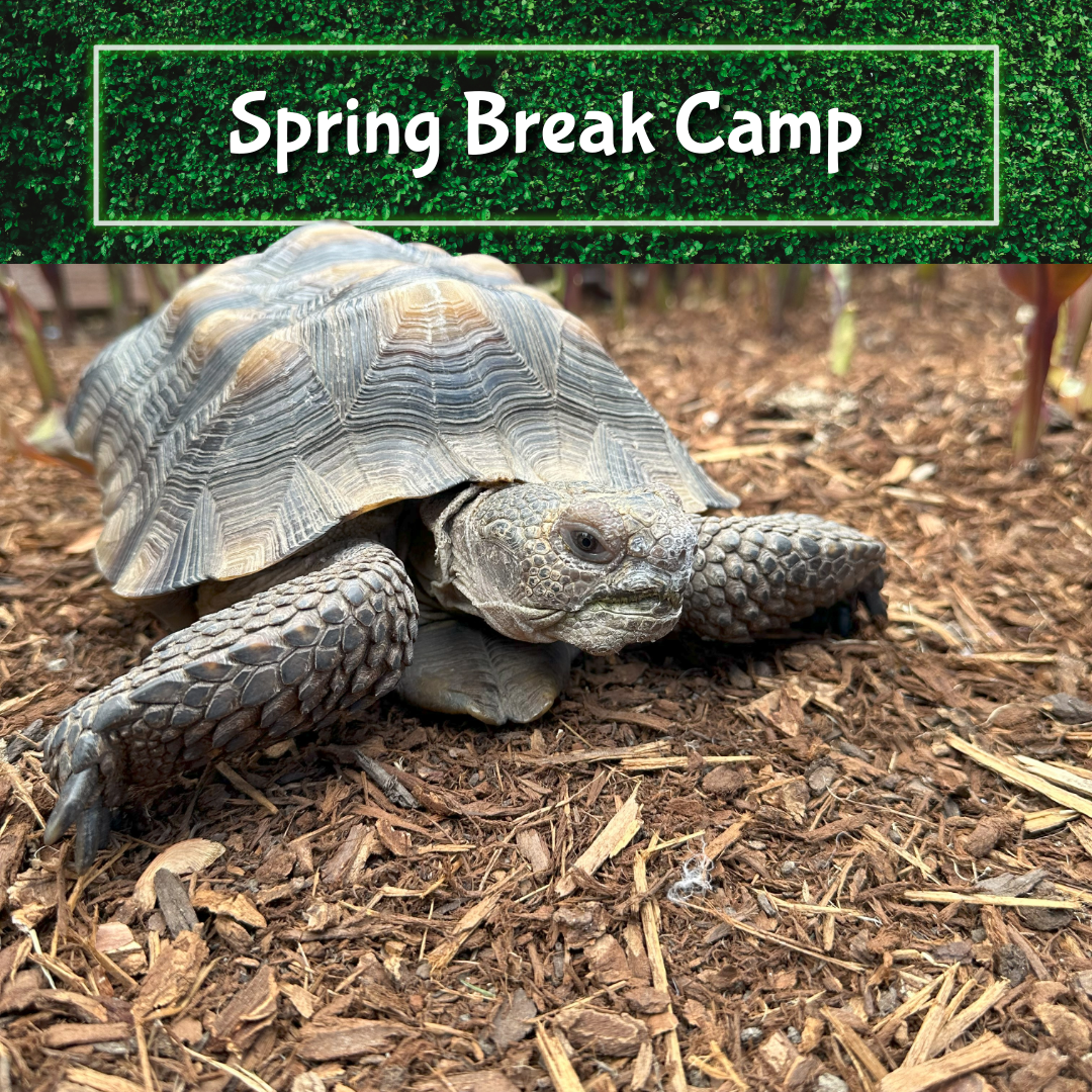 Spring Break Camp