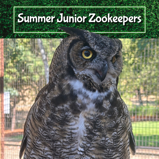 Summer Junior Zookeepers