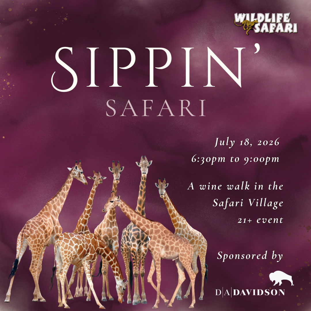 Sippin' Safari