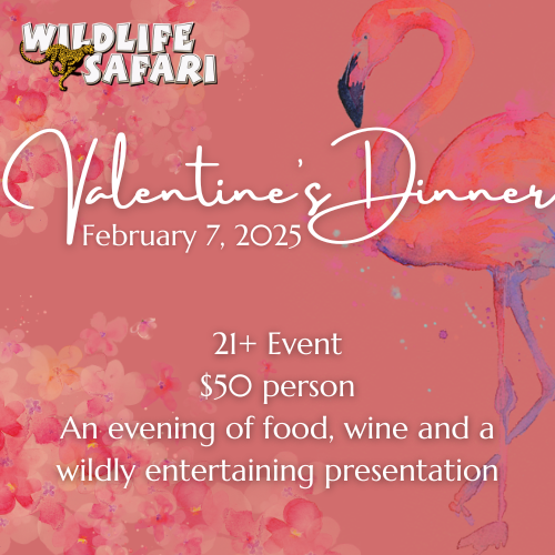 One Wild Night: Valentine's Dinner