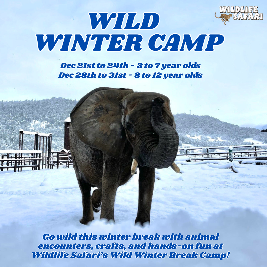 Wild Winter Camp