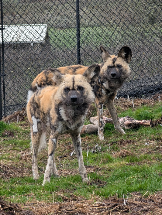 Pride &amp; Pack