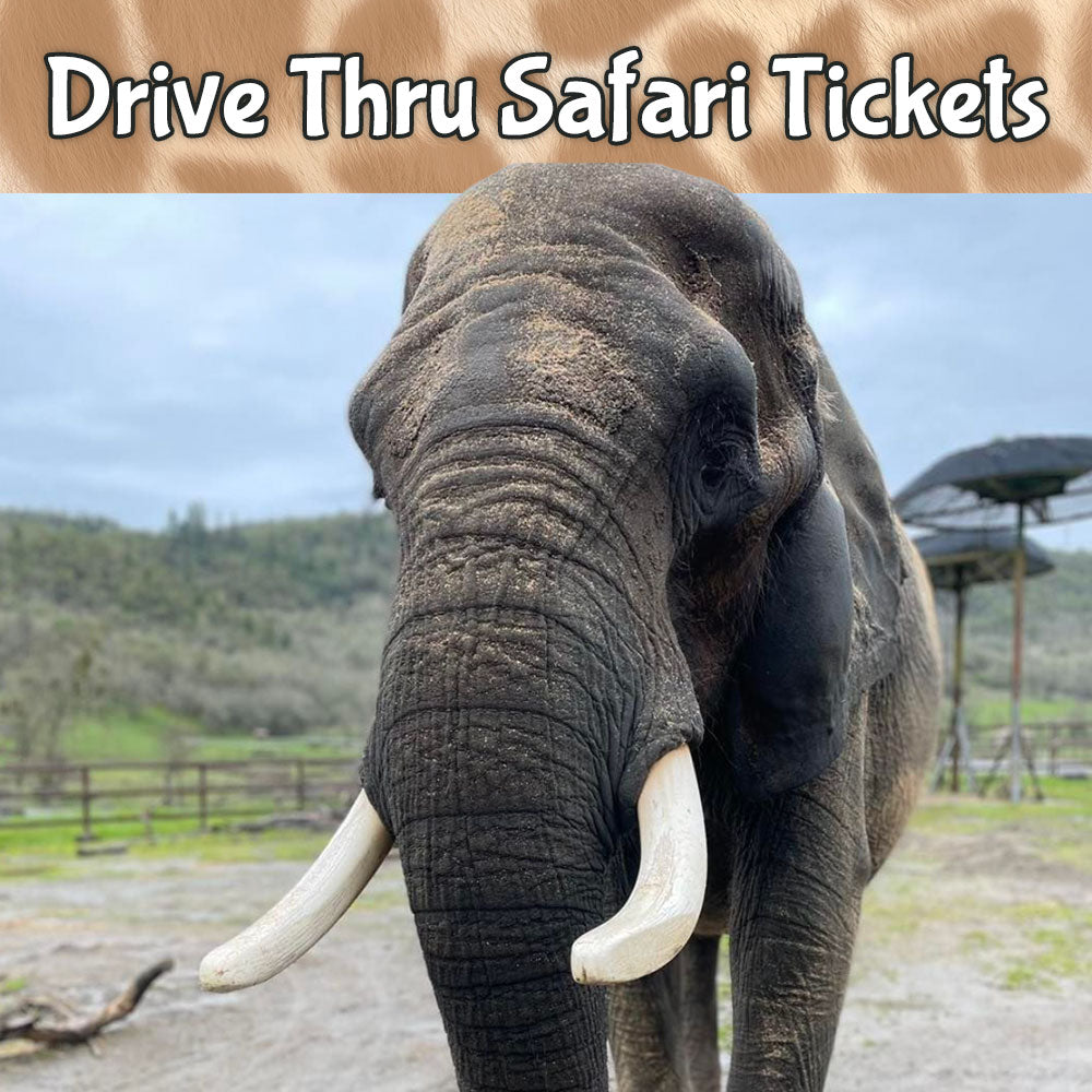 wild animal safari ticket prices