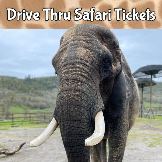 Drive Thru Safari Tickets