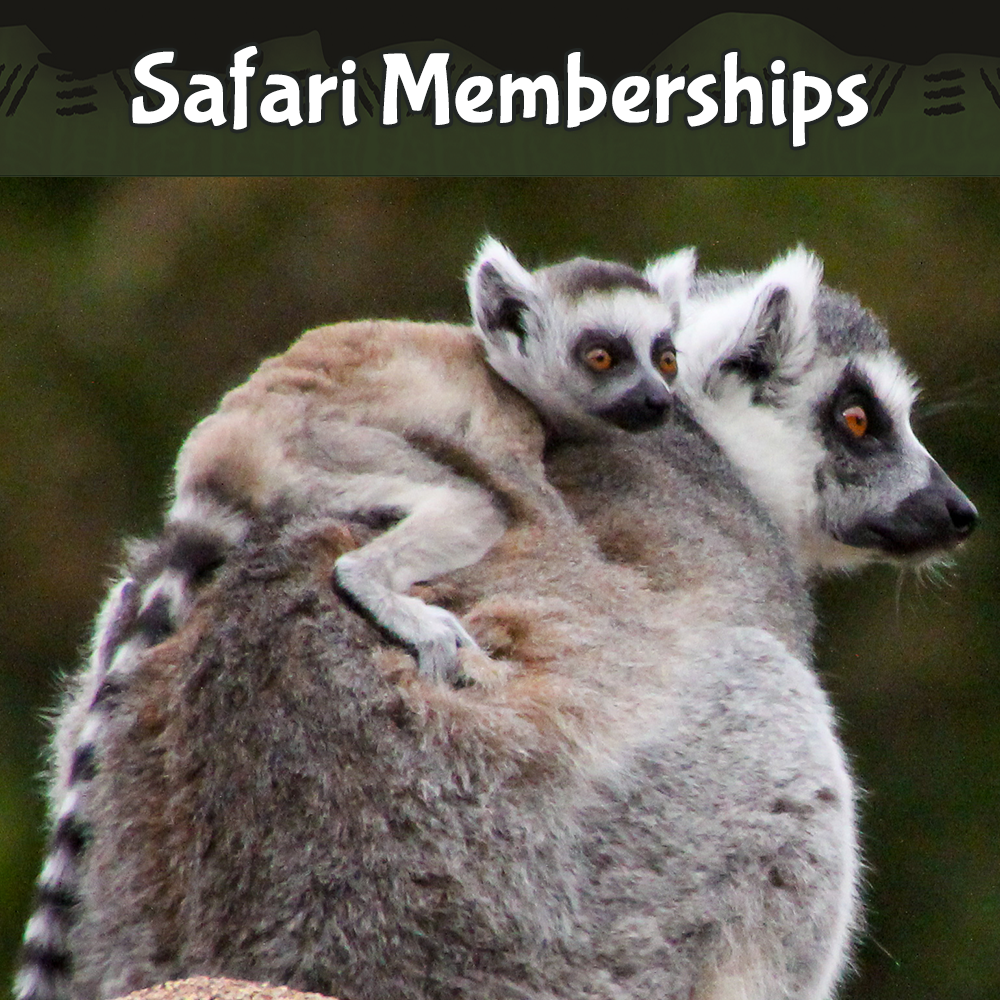 Safari Memberships