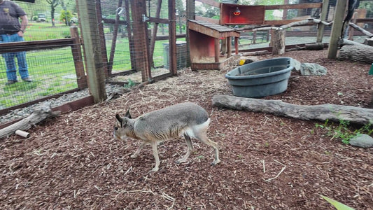 Cavy