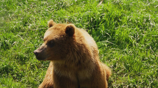Bear 101