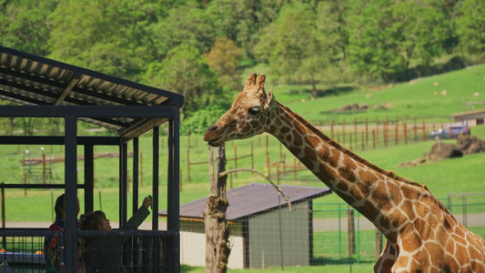 Giraffe Feed
