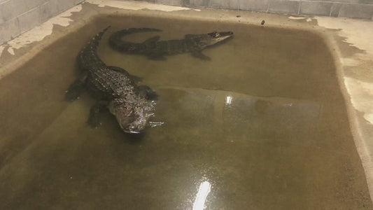 Gator Feed