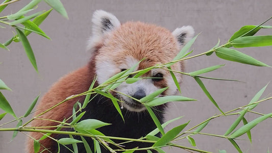 Red Panda Feed