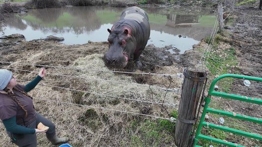 Hippo