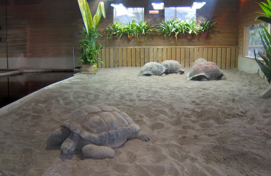 Tortoise House